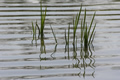'Grass in Water' by John Anthony Del Ciello